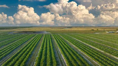 Why Fertilizer Producer Mosaic's Stock Jumped 5% Monday