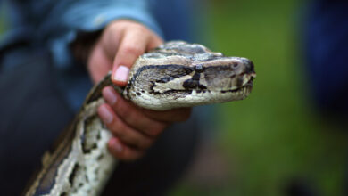A Burmese python is seen on display at the registration event and press conference for the start of the 2013 Python Challenge on January 12, 2013 in Davie, Florida.
